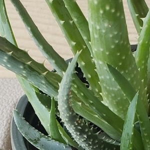 Meet your Posher, Jodie